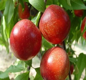 山东油桃，山东油桃基地，山东西红柿