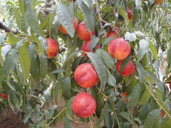 晚熟油桃的种植面积大