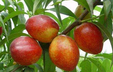 种植数量多的山东油桃