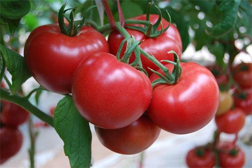 品种齐全的山东西红柿